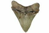 Serrated, Fossil Megalodon Tooth - South Carolina #324284-1
